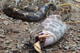 python regurgitating