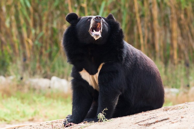 Asian Black Bear