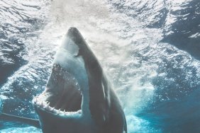 Great White Shark