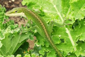 kale salad dead lizard