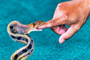 snake man bites police officer