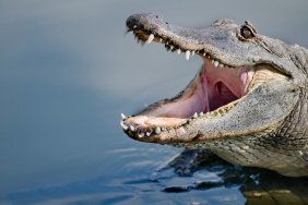 Alligator