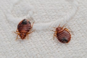 Bed Bugs