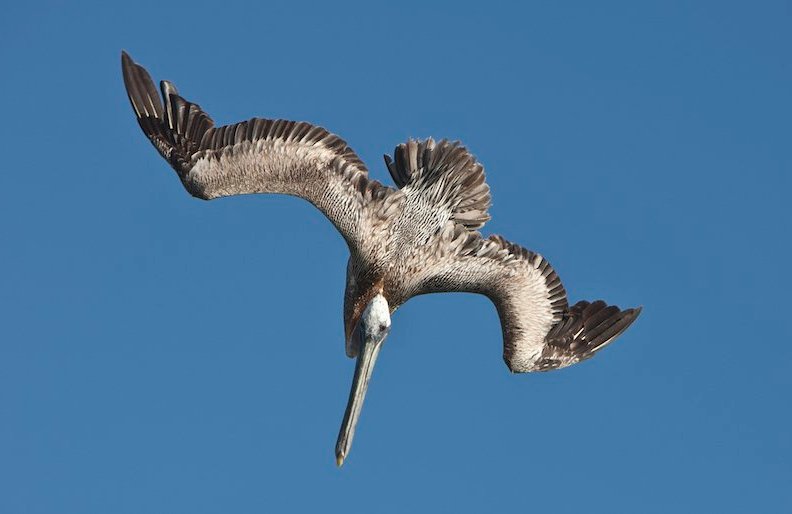 pelicans