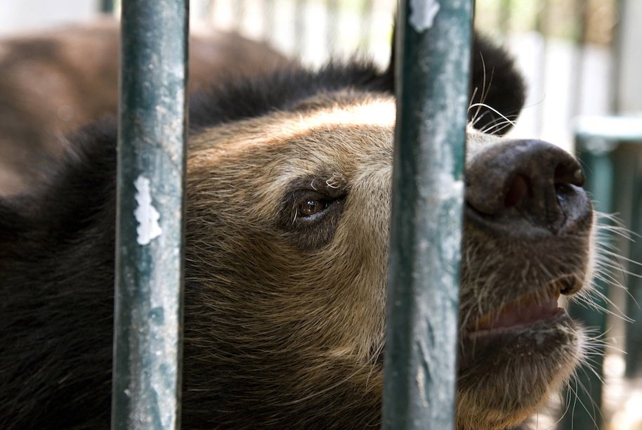 Asiatic Black Bear