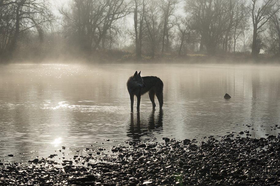 wolflike creature