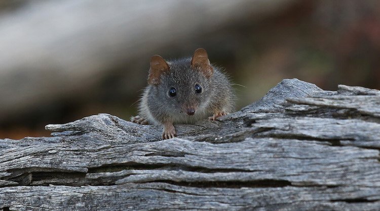 endangered species, antechinus argentus