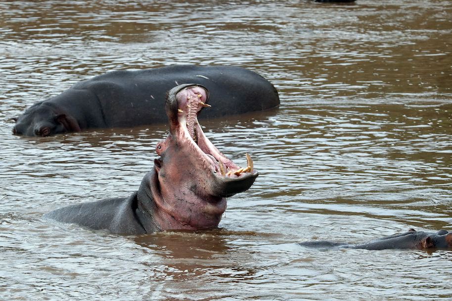 hippo poop