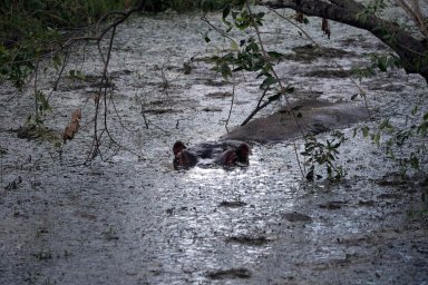 hippo poop