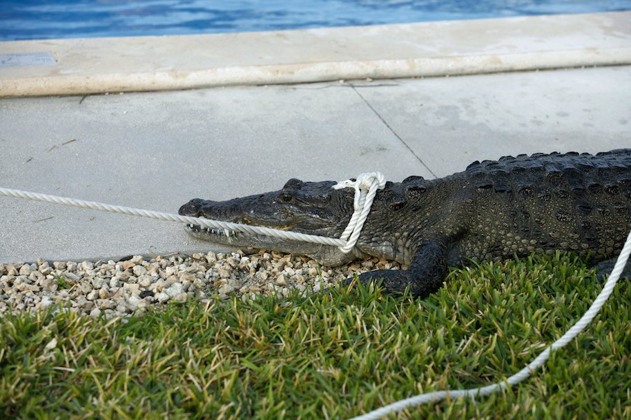 captive gator