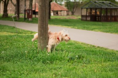 dog urine