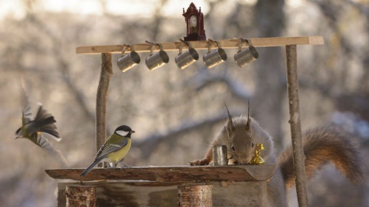 drunk birds