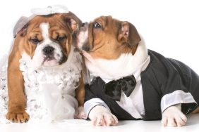 Dogs Wedding