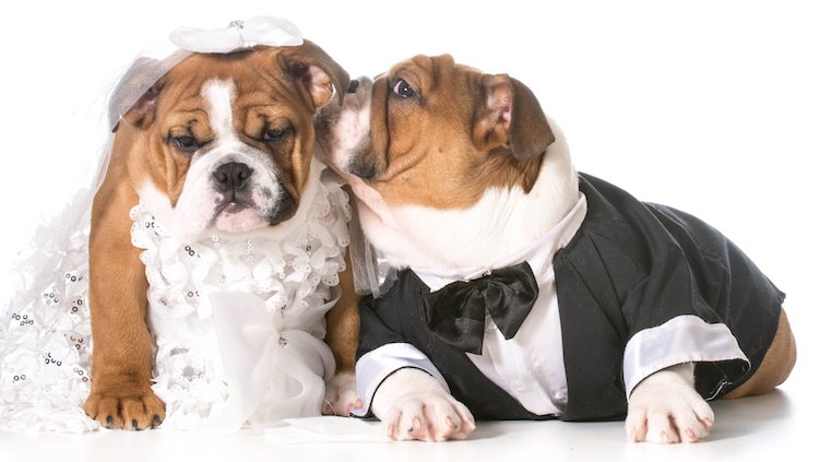 Dogs Wedding