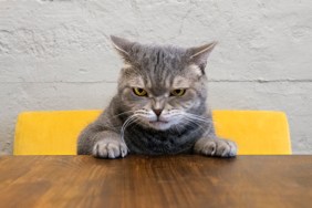 angry cat