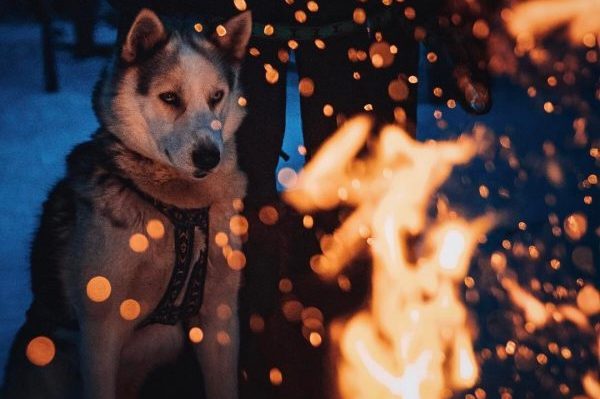 dog fire