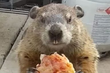 quarantine groundhog