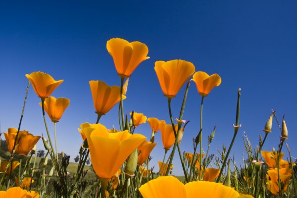 Poppy Fields