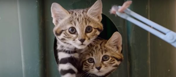 Kittens