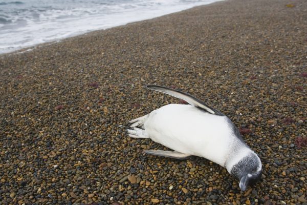 face mask penguin