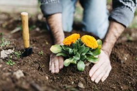 gardening