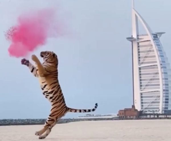 tiger gender reveal