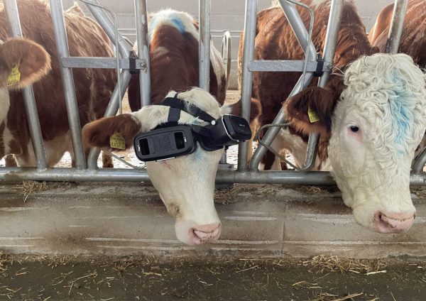 cow VR