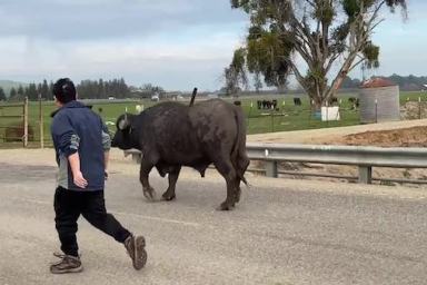 Water Buffalo