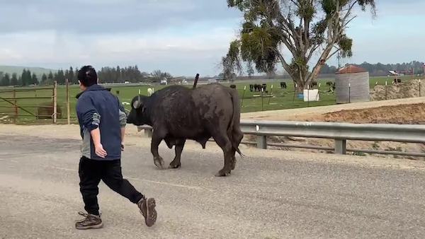 Water Buffalo