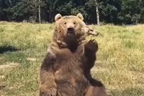 bear