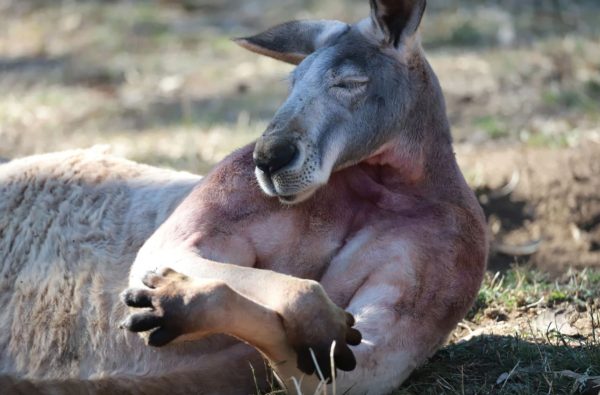 kangaroo