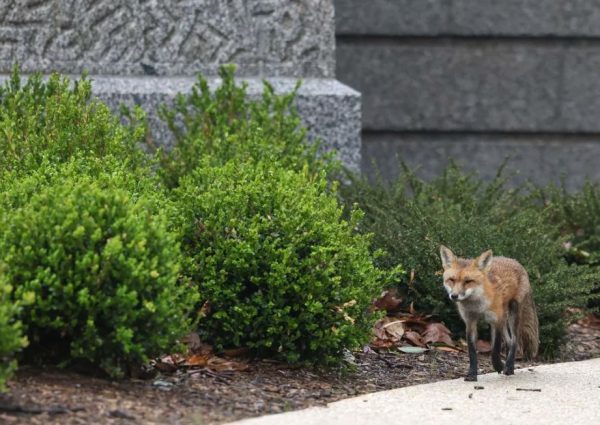 capitol fox