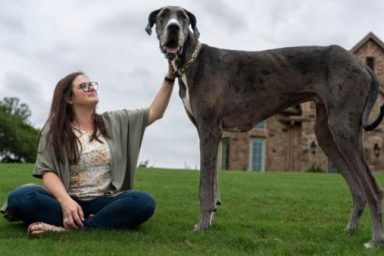 tallest dog