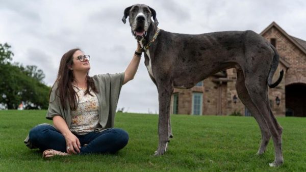 tallest dog