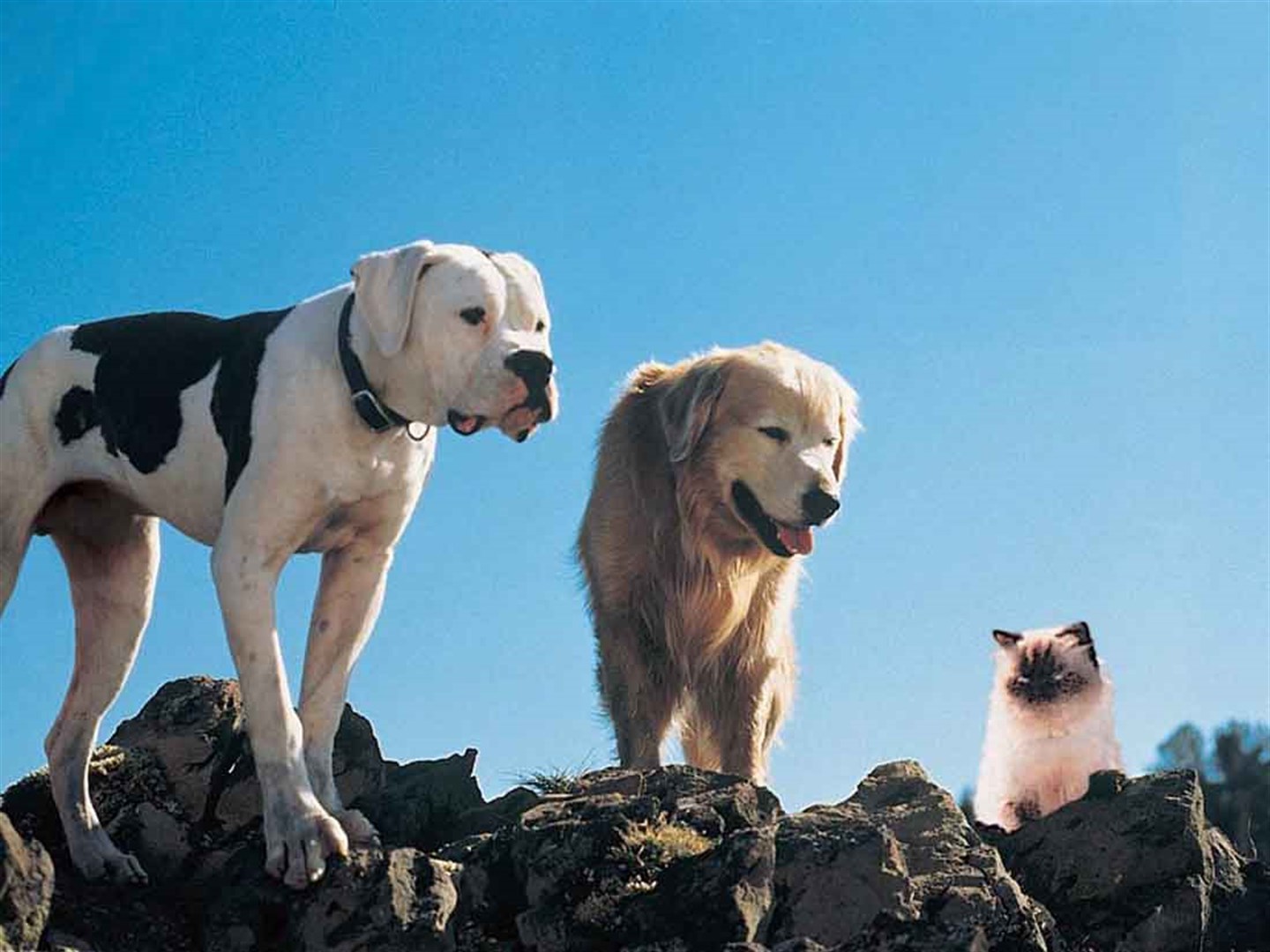 'Homeward Bound' (1993)