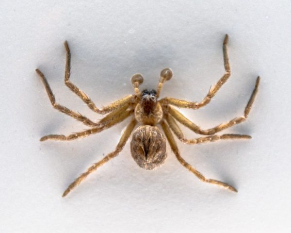 Meanwhile in Australia: This Massive Spider on Plane Forces Emergency Landing, But Who Will Play Him in Likely Samual L. Jackson Thriller ‘Spiders on a Plane’