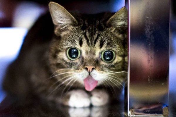 RIP Lil Bub: The Internet’s Cutest Cat Goes to Pet Heaven (But She’ll Live On Forever In These GIFs)