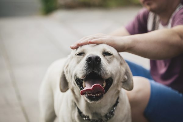 The Mandatory Matching Guide to Choosing the Right Foster Dog During Quarantine