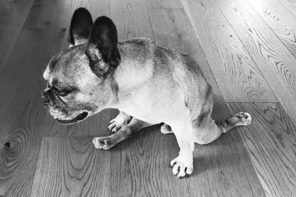 Photo of French Bulldog Doing the Splits Will Make 2020 All Better