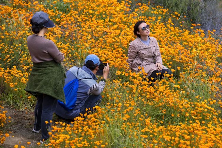 Poppy Flower Superbloom Feels Wrath of Instagram Models Spreading Eagle