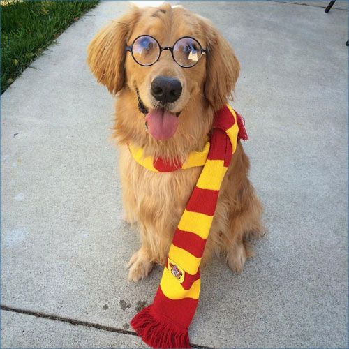 Harry Potter