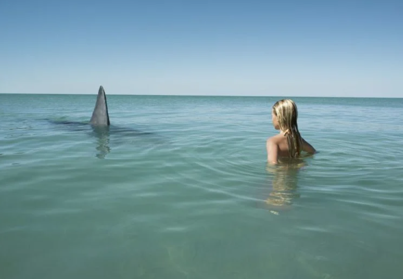 Meanwhile in Hawaii: Viral Video Shows Girl Battling Shark and Miraculously Surviving, Our Pants However Did Not Fare Well in the End