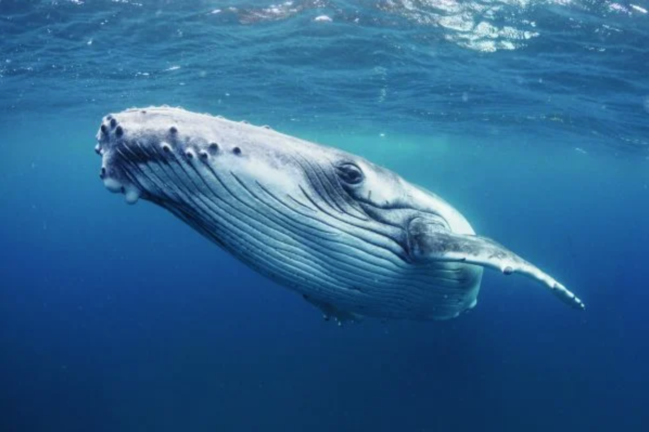 Meanwhile in Cape Cod: Lobster Diver Describes Being Swallowed by a Whale, Sounds Distinctly Like Us After We Lost Our Virginity