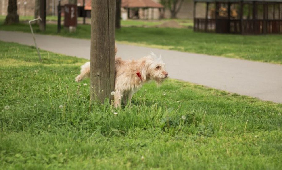 This Woman Thinks She Stays Beautiful Because She Drinks Dog Urine