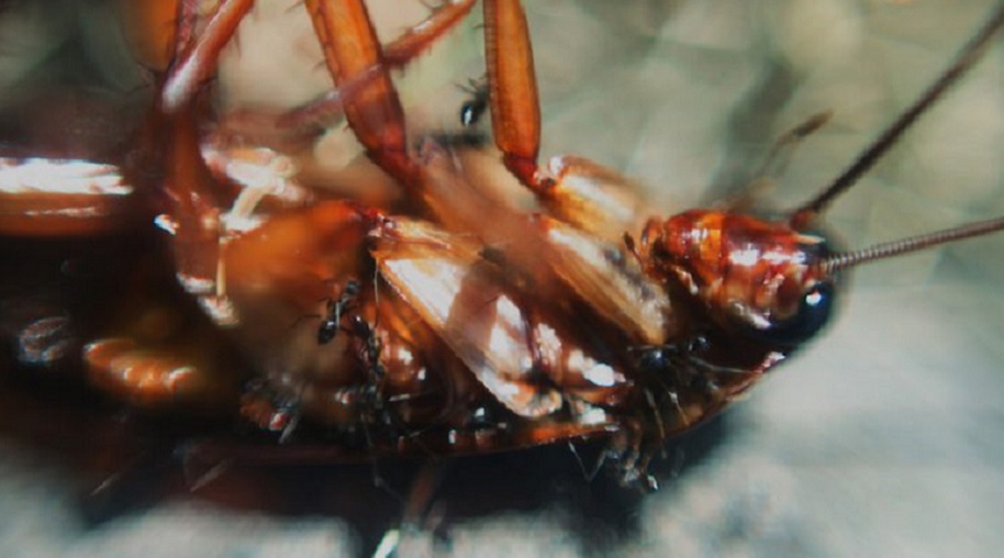 Just A Doctor Pulling A Live Cockroach Out Of A Guy's Ear